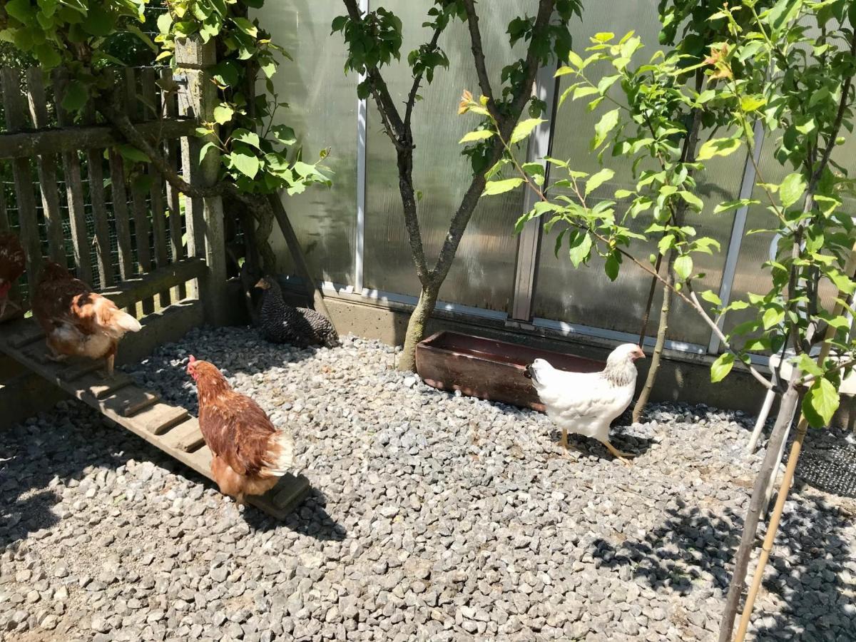 Ferienwohnung Draexl Garten Und Bergblick Nussdorf am Inn Ngoại thất bức ảnh